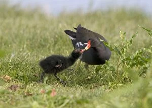 Moorhen -feeding chick at waters edge. Lakes & rivers