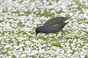 Moorhens Prints: Moorhen - feeding amongst daisies - Hertfordshire - UK 007411