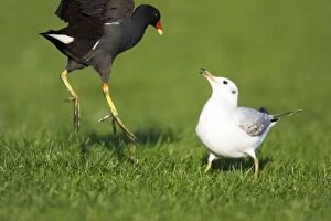 Moorhen - fighting with Black-headed Gull, (Larus ridibundus)