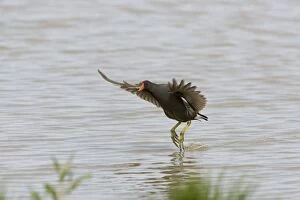 Moorhen - Flying over water with legs dangling and food in mouth