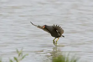 Moorhens Prints: Moorhen - Flying over water with legs dangling and food in mouth Lakes & rivers