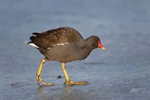Images Dated 9th January 2009: Moorhen - on ice