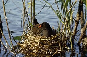 Images Dated 10th February 2011: Moorhen - incubating eggs on nest