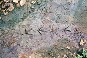 Animal Track Prints: Moorhen KH 191 Walking tracks in mud Gallinula chloropus © Ken Hoy / ARDEA LONDON