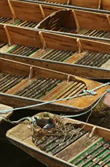 Moorhen - nesting on punts Oxford