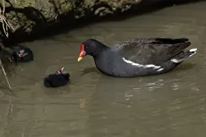 Moorhens Prints: Moorhen-parent bird tending 2 chicks in a stream, Northumberland UK