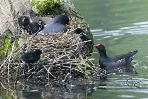 Images Dated 11th May 2012: Moorhen - parent birds tending chicks at nest