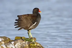 Moorhens Prints: Moorhen - preening itself on lake shore, Northumberland, England