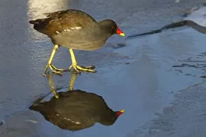 Moorhen - Single adult bird on ice covered lake with reflection