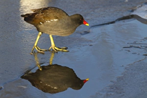 Moorhen - Single adult bird on ice covered lake with reflection Moorhen - Single adult bird on ice covered lake with reflection