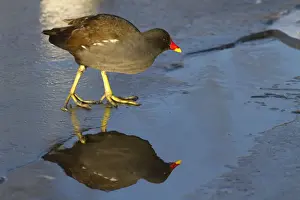 Moorhens Prints: Moorhen - Single adult bird on ice covered lake with reflection. England, UK