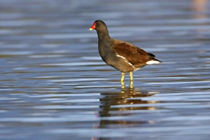 Images Dated 14th October 2008: Moorhen - standing in shallow lake