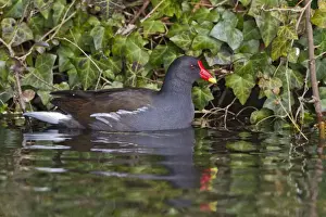 Moorhens Prints: Moorhen - swimming - showing reflection - Hertfordshire UK 9195