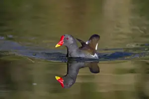 Swim Prints: Moorhen - Tehidy - Cornwall - UK