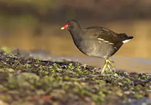 December Prints: Moorhen - walking on frozen ground looking for food - December - Cannock - Staffordshire - England