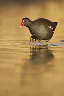 Images Dated 21st January 2011: Moorhen - walking though golden coloured water in early morning sunshine - Cannock - Staffordshire
