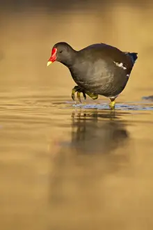 Sunrise Prints: Moorhen - walking though golden coloured water in early morning sunshine - Cannock - Staffordshire - England