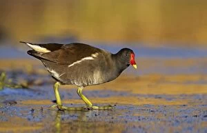 UK Wildlife Collection: Moorhen - walking on thin ice in early morning light - December - Cannock - England