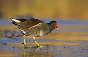Sunrise Prints: Moorhen - walking on thin ice in early morning light - December - Cannock - England