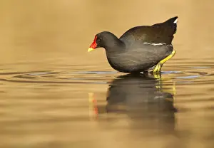 January Prints: Moorhen - walking in shallow golden water - January - Cannock - Staffordshire - England