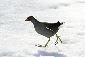 Images Dated 18th February 2007: Moorhen - walking through snow, Lower Saxony, Germany