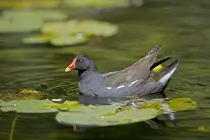 Moorhen - In water - England - UK - Found in fresh water from small pools to large lakes or rivers - Require good plant cover - Big feet with long spread toes enables them to wade- swim-walk and run on flat ground