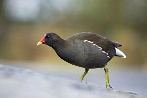 Images Dated 18th December 2012: Moorhen - winter