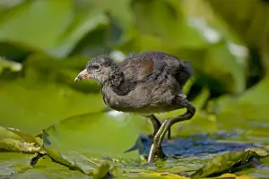 Moorhens Prints: Moorhen - Young - England - UK - Walking on lily pads - Found in fresh water from small pools to large lakes or rivers