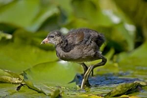 Moorhen - Young - Walking on lily pads