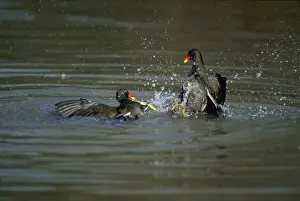 Moorhens Prints: Moorhens - Fighting Slimbridge Gloucester, UK BI006843