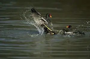 Moorhens - Fighting Slimbridge Gloucester, UK BI006845