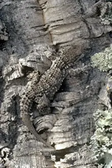 Geckos Prints: Moorish Gecko