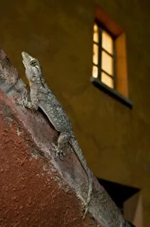 Moorish Gecko - climbing wall in the city lights waiting for insects