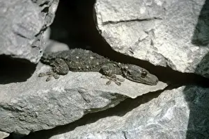 Geckos Prints: Moorish Gecko - immature - Italy
