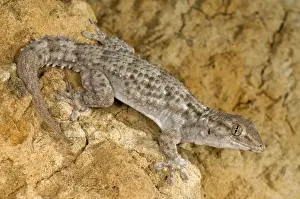 Moorish Gecko - Italy