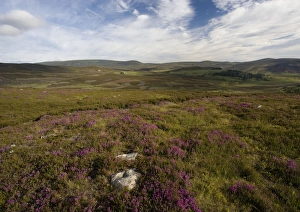 Images Dated 2nd August 2005: Moorland