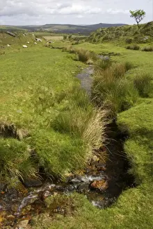 Moorland Stream Dartmoor National Park, Devon UK LA000124