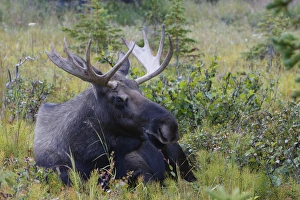 Photo Couleur Gallery: MOOSE