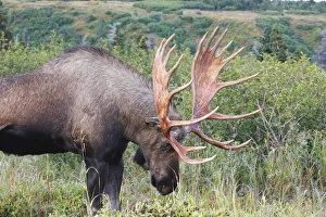 Photo Couleur Gallery: MOOSE