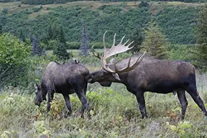 Ruminant Prints: Moose - 5-7 year old male and female - Seward Peninsula - Alaska