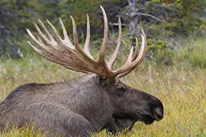 Moose - 5-7 year old male - Seward Peninsula - Alaska