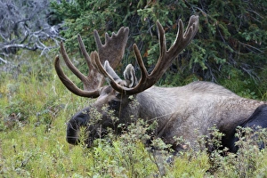 Photo Couleur Gallery: MOOSE