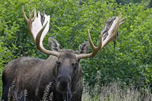 Moose - 5-7 year old male with velvet - Seward Peninsula - Alaska