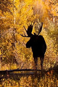 Larry Gallery: Moose (Alces alces) bull in golden willows