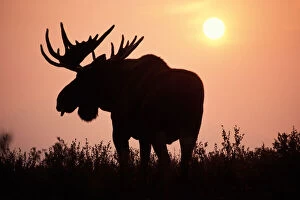 moose, Alces alces, bull with large antlers
