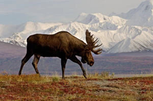 moose, Alces alces, bulls walking on fall