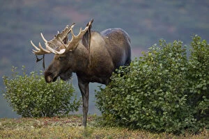 Antler Gallery: Moose, Alces alces, shedding velvet in Denali