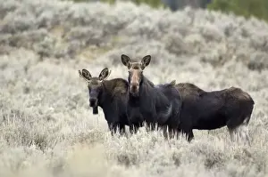 Moose Three animals standing in sagebrush Grand Teton NP USA