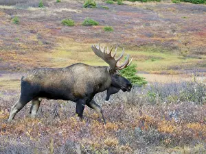 Wapiti Prints: Moose - bull - Alaska