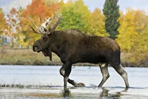 Ungulates Prints: Moose - Bull in autumn. Western U. S. A B2C1971